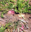 Imperial Gold Maca Fresh Roots Ready For Picking